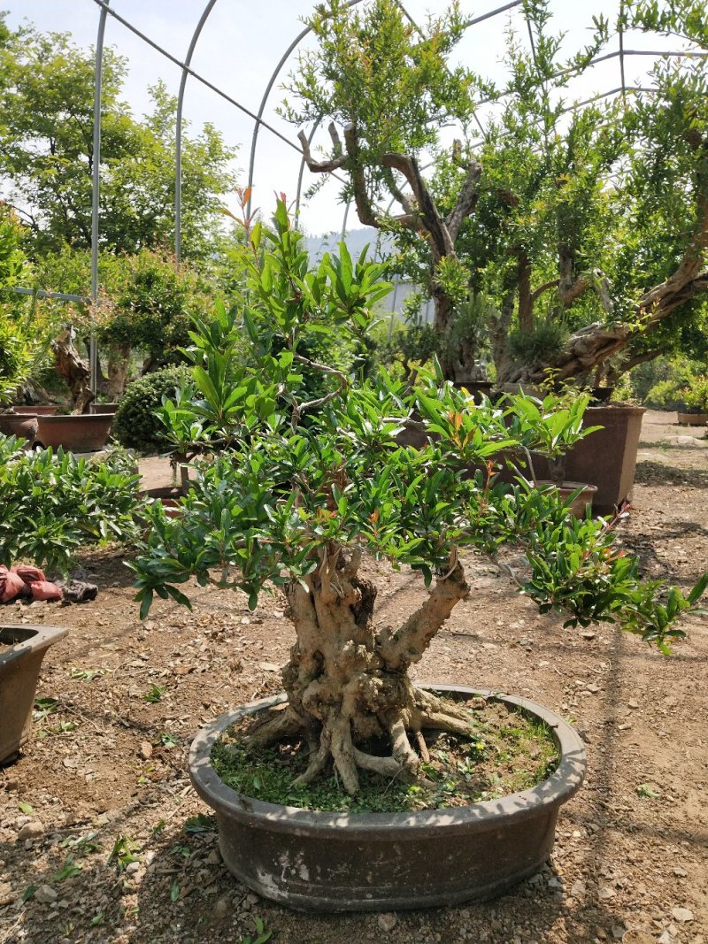 精品石榴盆景