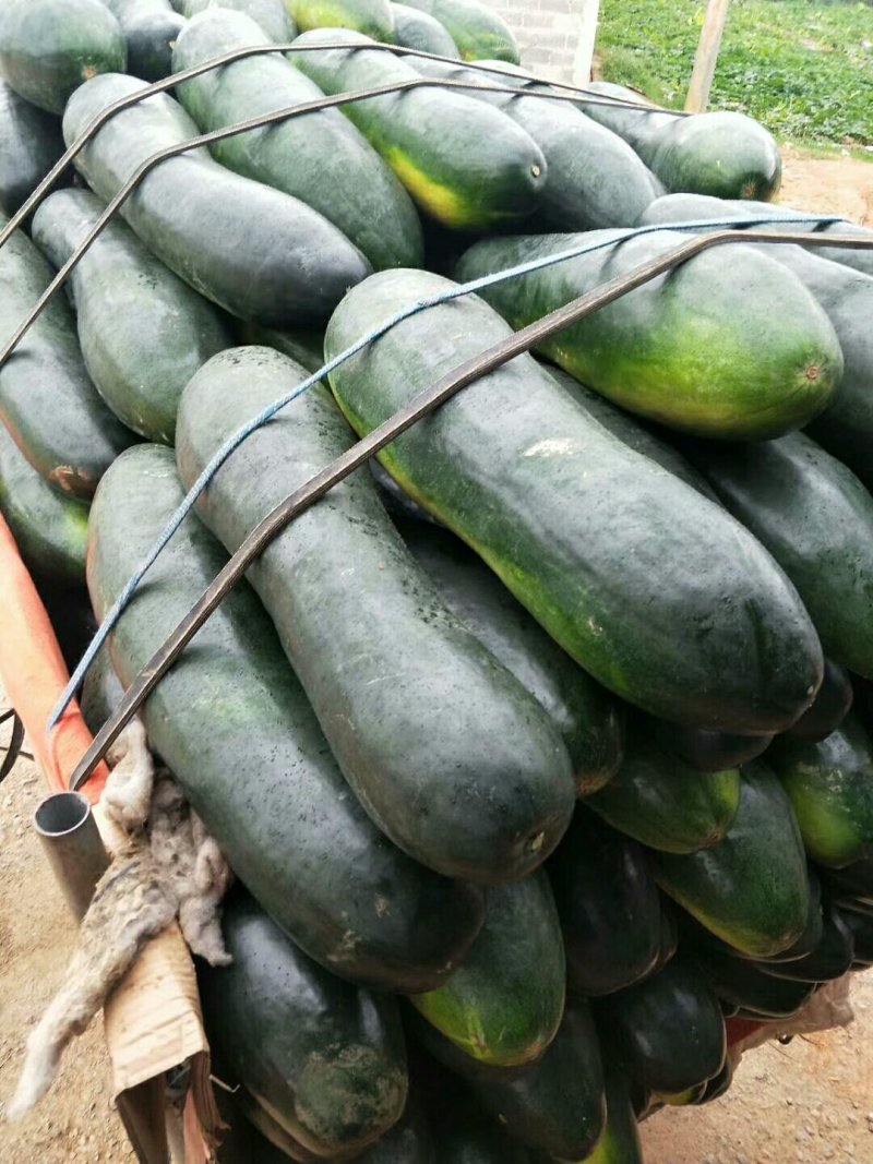 精品山东临沂郯城黑皮冬瓜，色绿瓜亮，产地批发，保质保量，