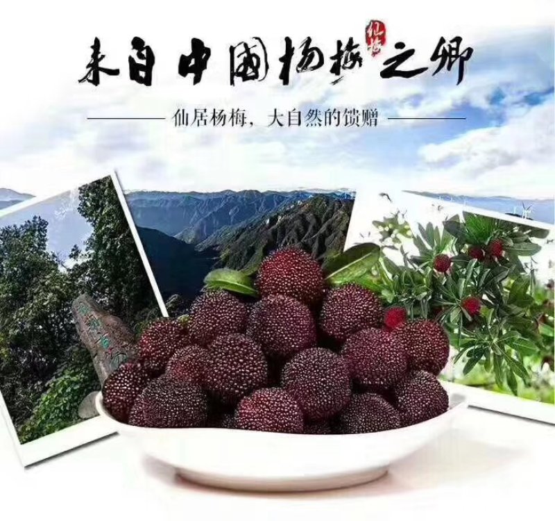 仙居杨梅自产自销