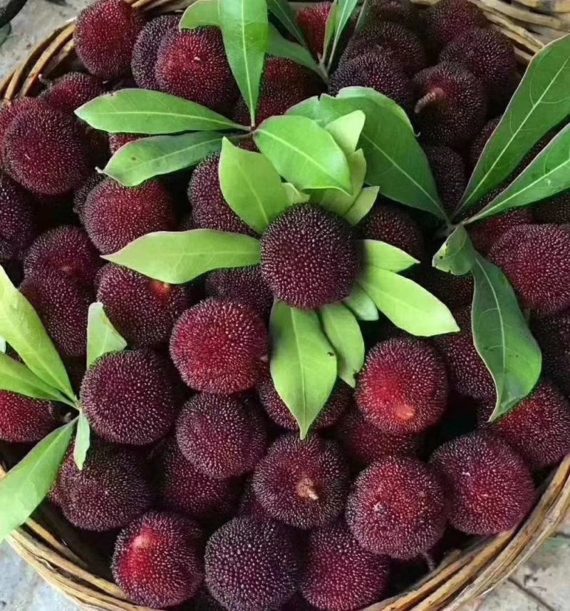 仙居杨梅自产自销