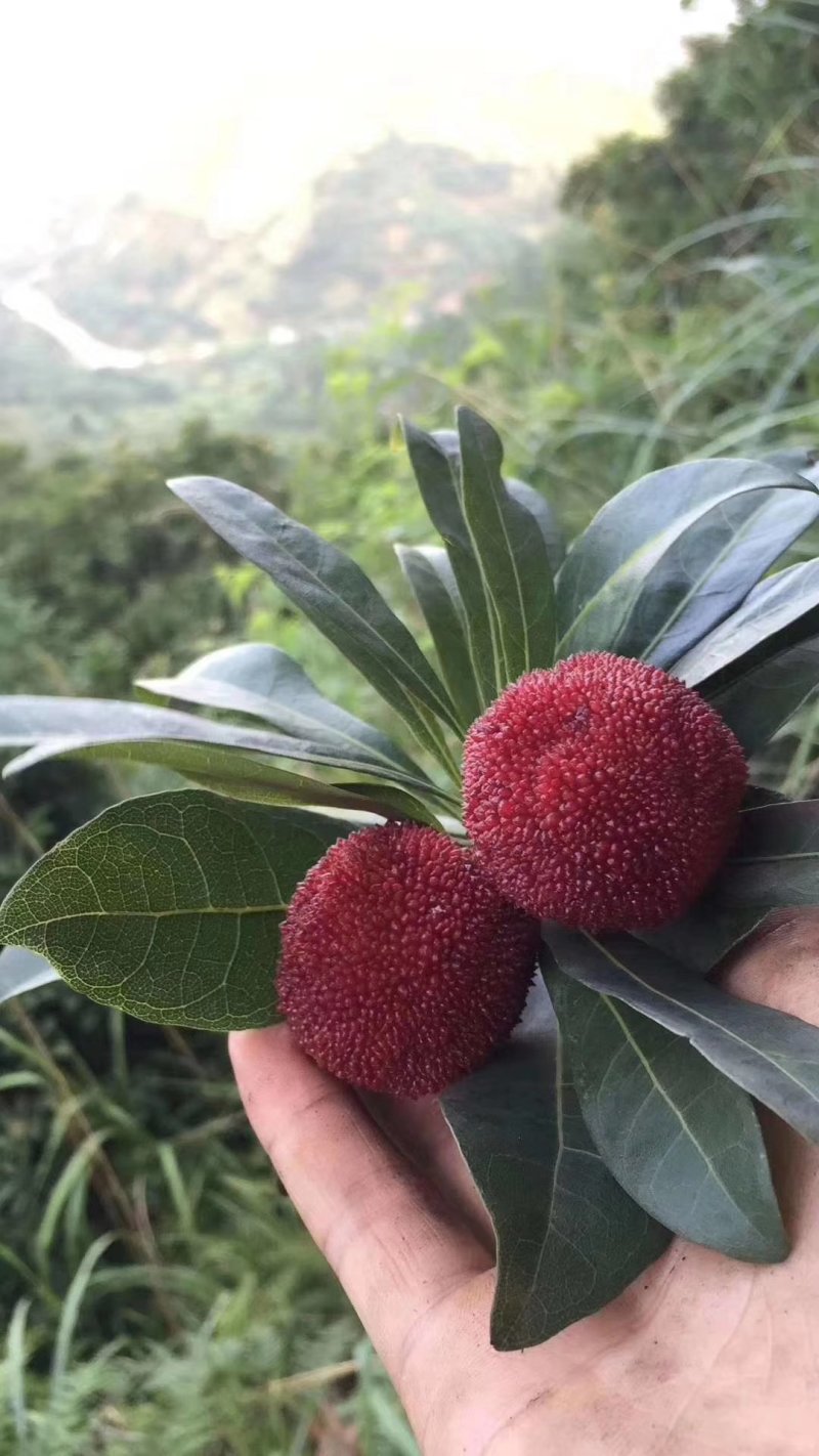 仙居杨梅自产自销