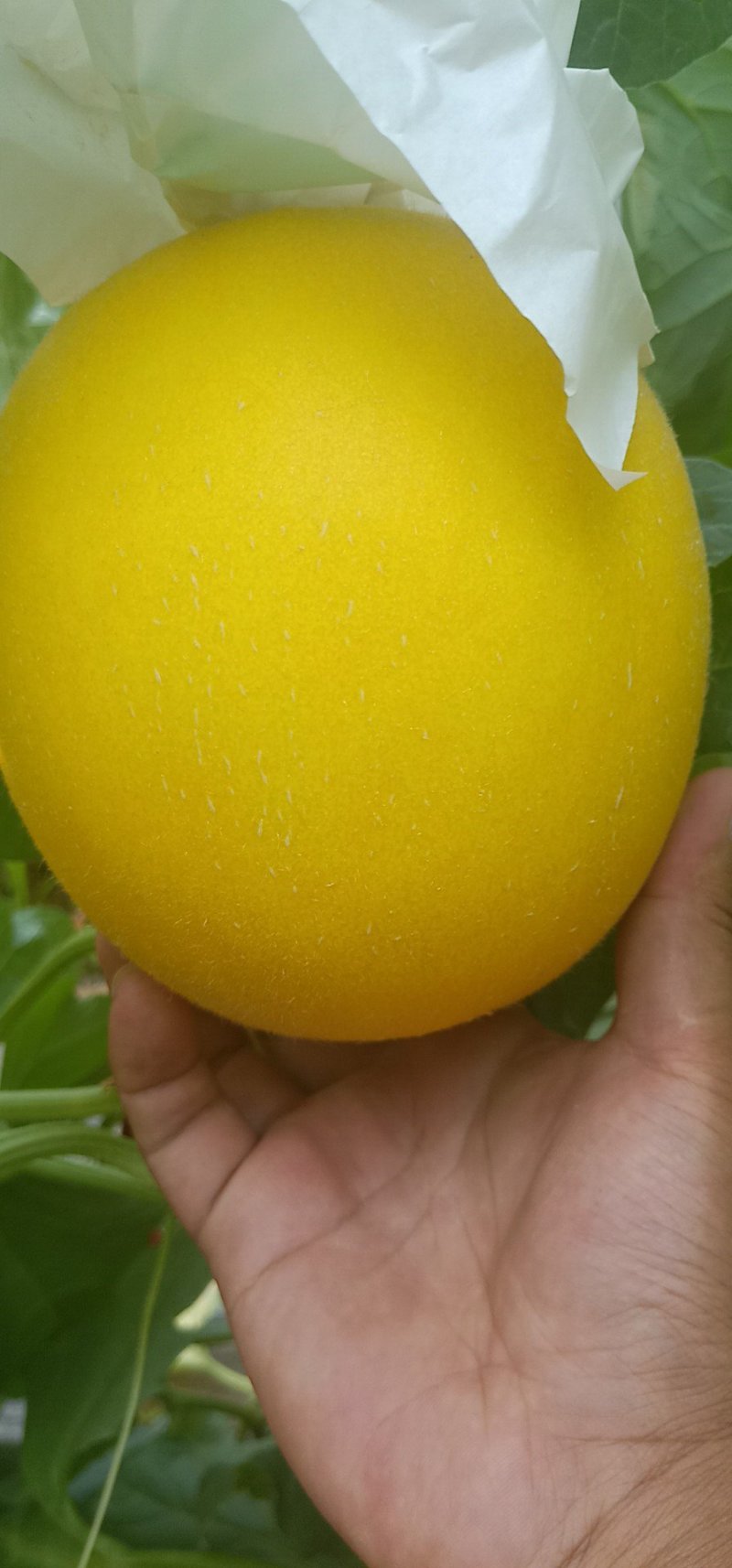 久红瑞大量有货