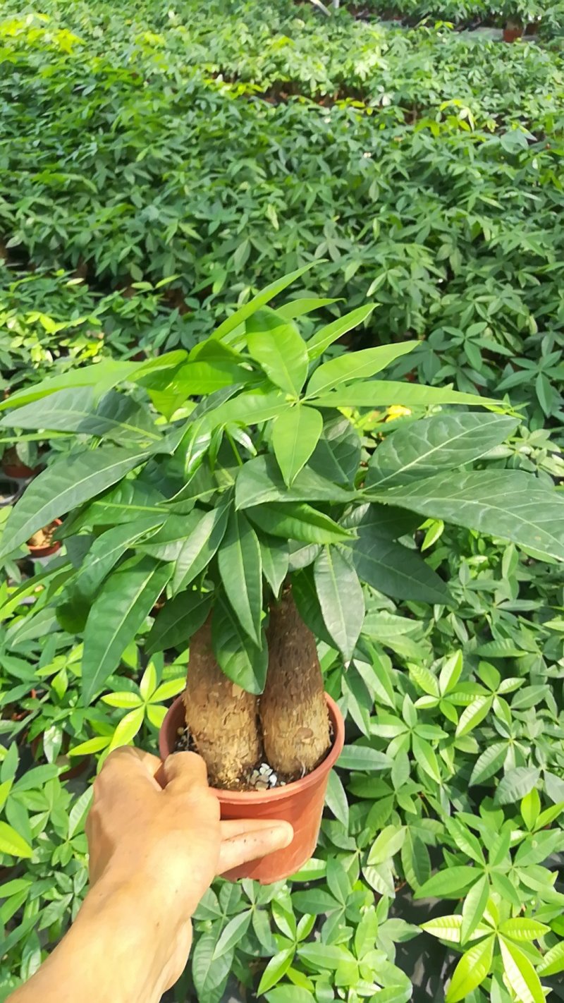 零售专区一盆也包邮发财树小盆栽带盆载好发货