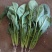 内蒙菠菜上市