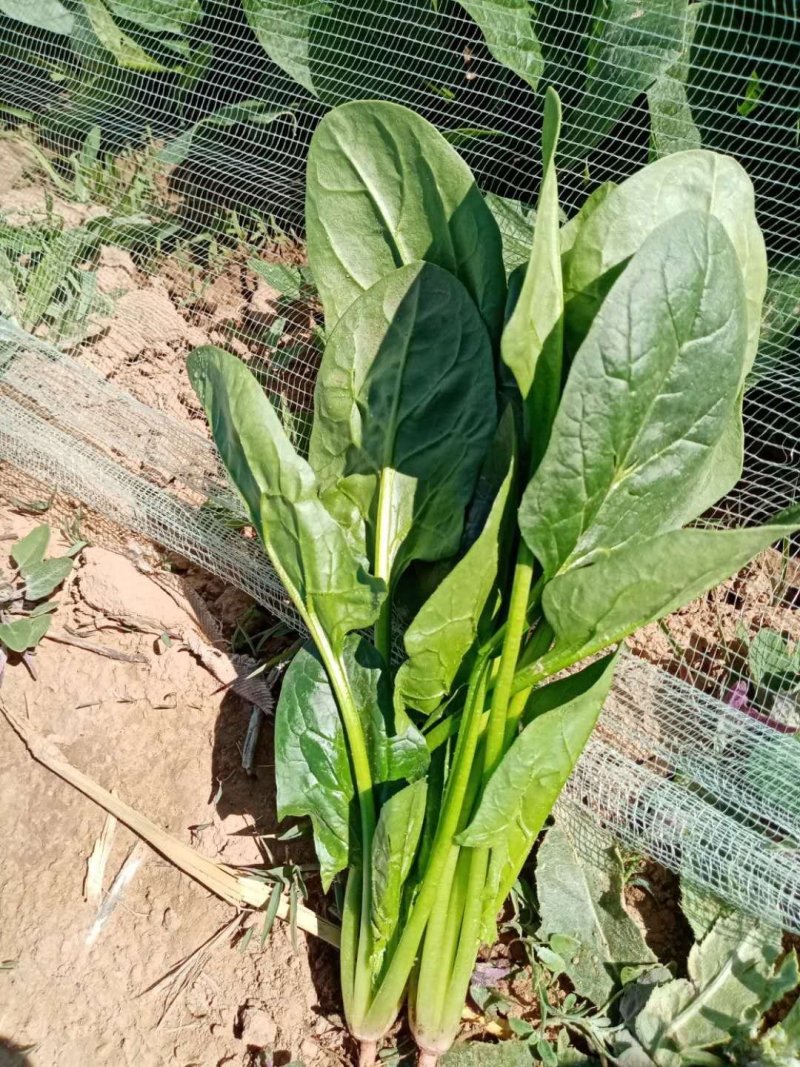 内蒙菠菜上市