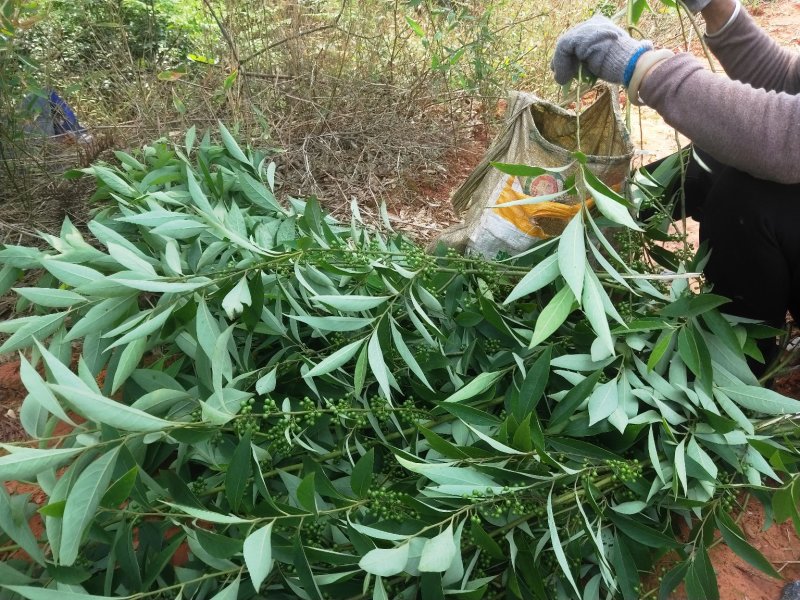 新鲜山胡椒，山胡椒酱