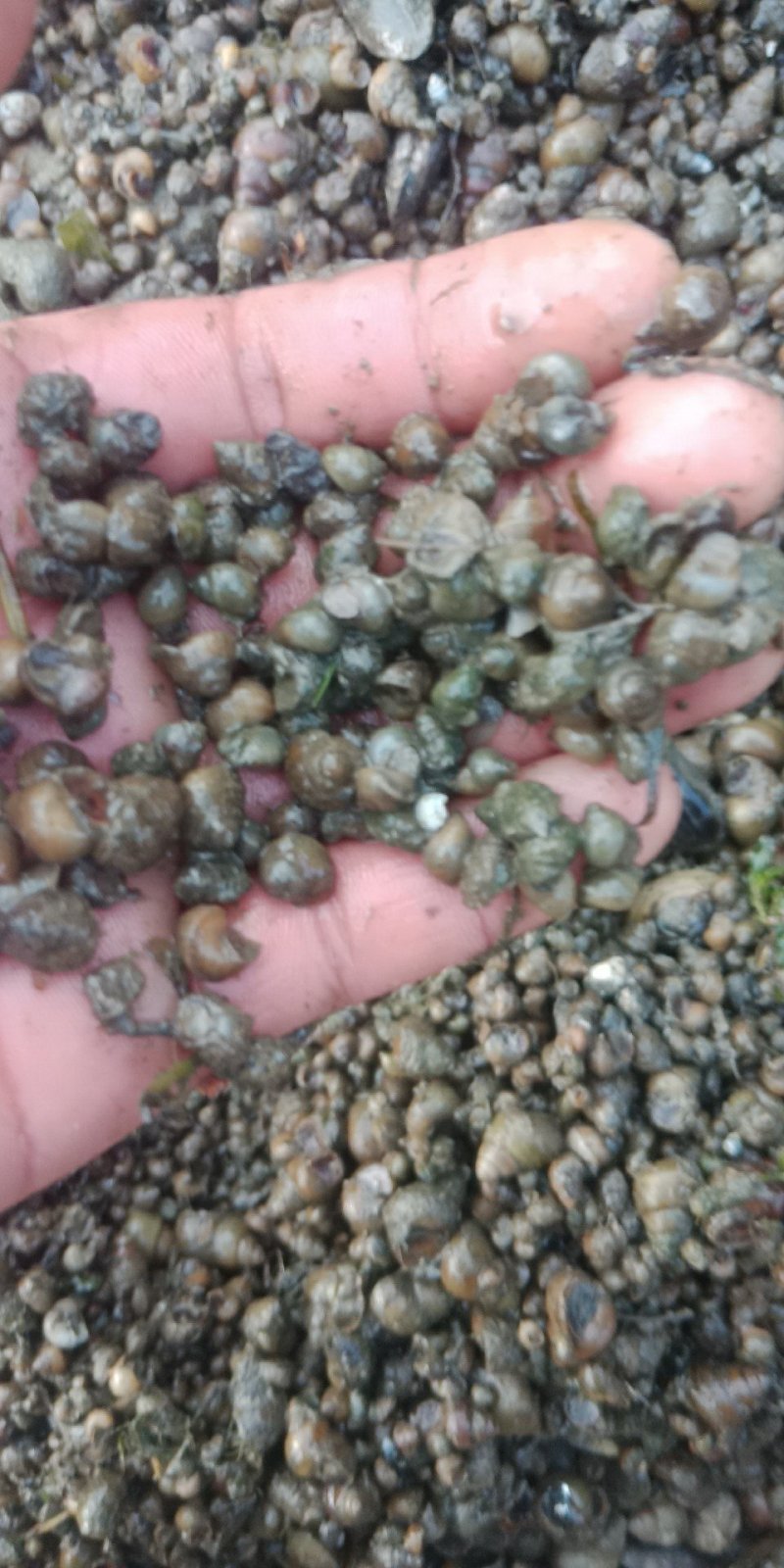螺蛳食用鲜活