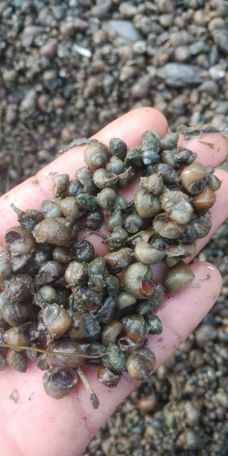 螺蛳食用鲜活