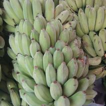 小米蕉，粉蕉，又名西贡蕉，广西崇左产地直供。