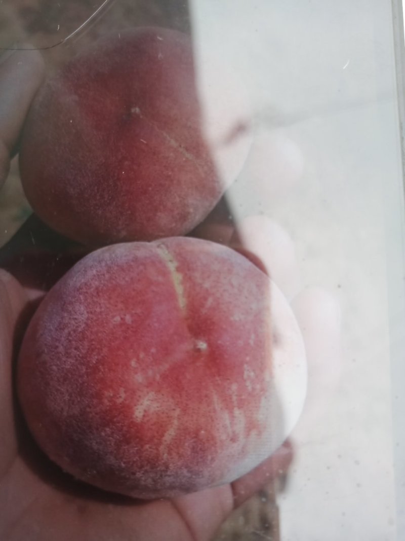 城固红布软`突围`，夏红，北京四号毛桃吃硊甜现货