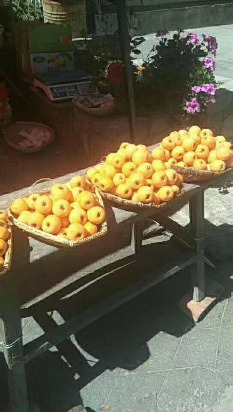 枇杷