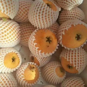 枇杷