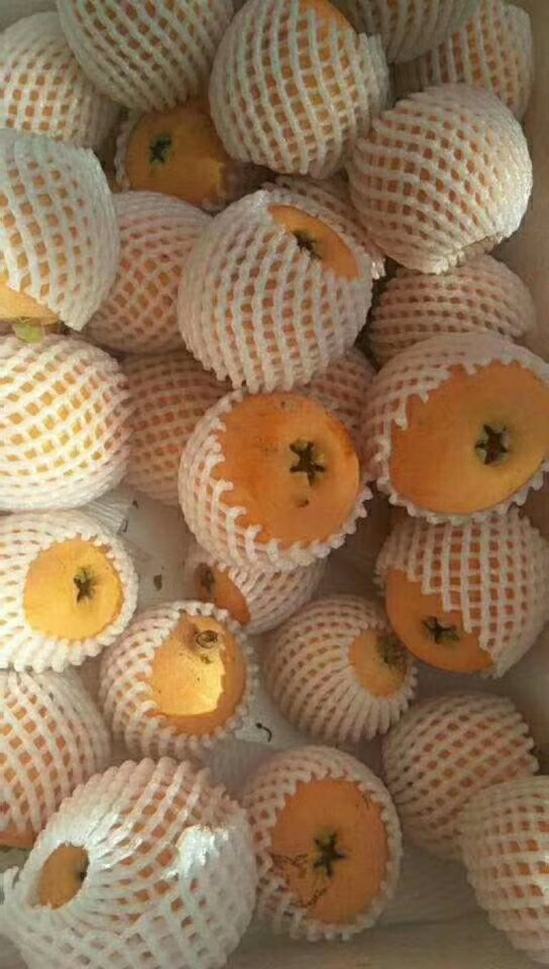 枇杷