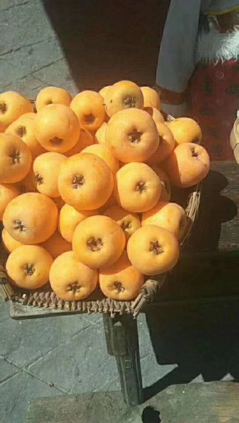 枇杷