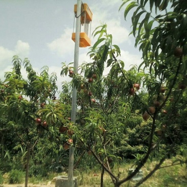 “李族皇后”珍珠李