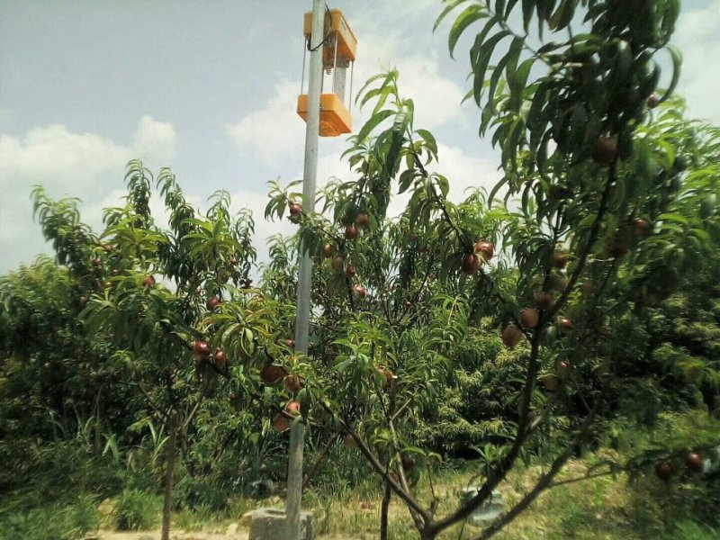 “李族皇后”珍珠李