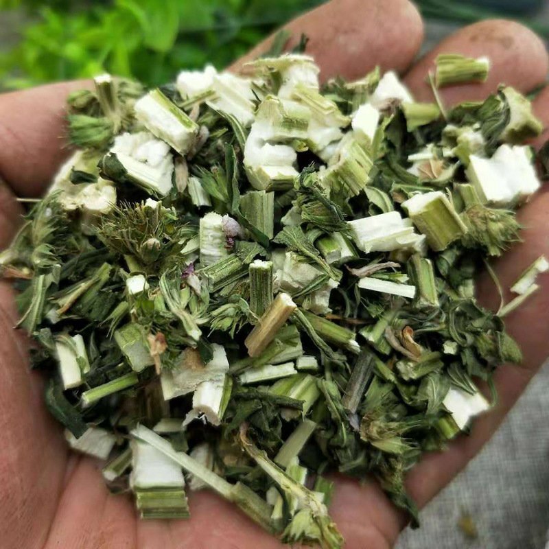 益母草供应上千种中药材