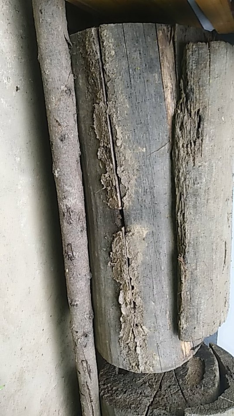 红色两当特色土蜂蜜