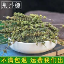 荆芥荆芥穗供应上千种中药材