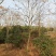 无患子苗，九江诚信苗木欢迎全国各地老板来电咨询。