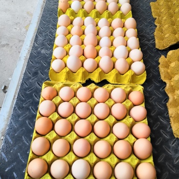 双色土鸡蛋新阳黑粉八黑花凤色度达到13°左右炒菜金黄
