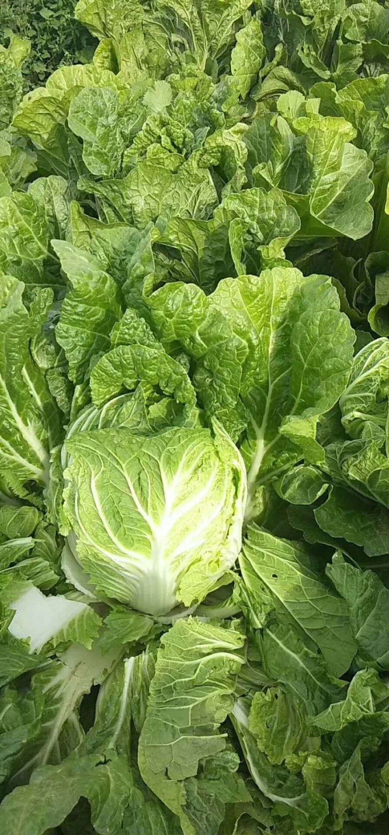 东京868白菜，供应市场专用，冷库专用