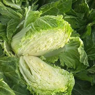 东京868白菜，供应市场专用，冷库专用