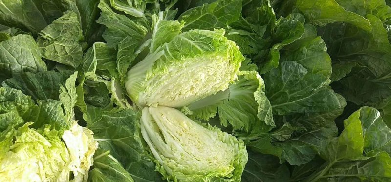 东京868白菜，供应市场专用，冷库专用