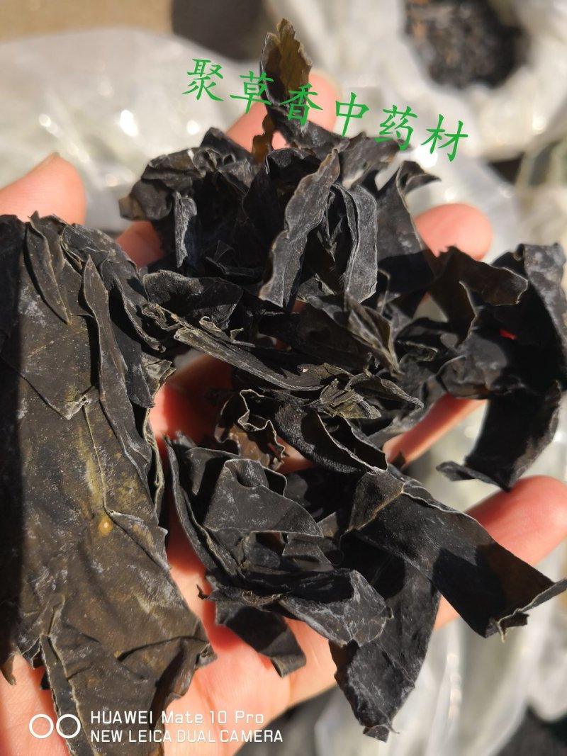 昆布山东自然生长水洗干货量大从优