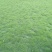 绿化草皮