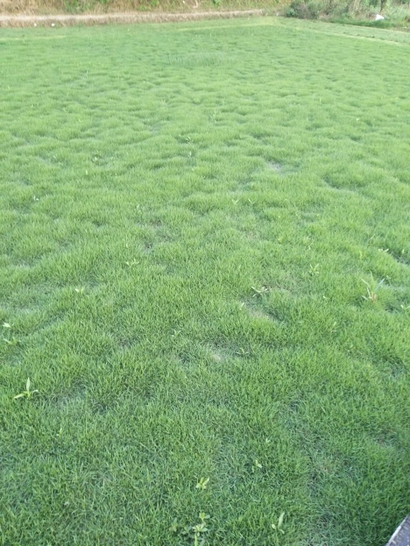 绿化草皮