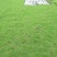 绿化草皮
