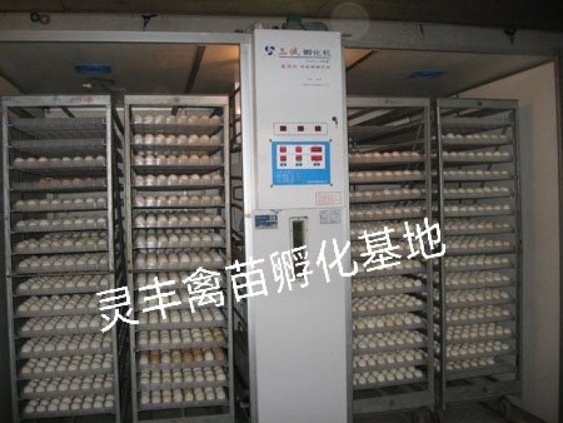 马岗鹅苗，鹅苗包打疫苗，包运输成活，诚信孵化场供应