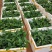 湖南五指毛桃苗，提供种植技术，成活好，基地直供，回收成品