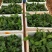 湖南五指毛桃苗，提供种植技术，成活好，基地直供，回收成品