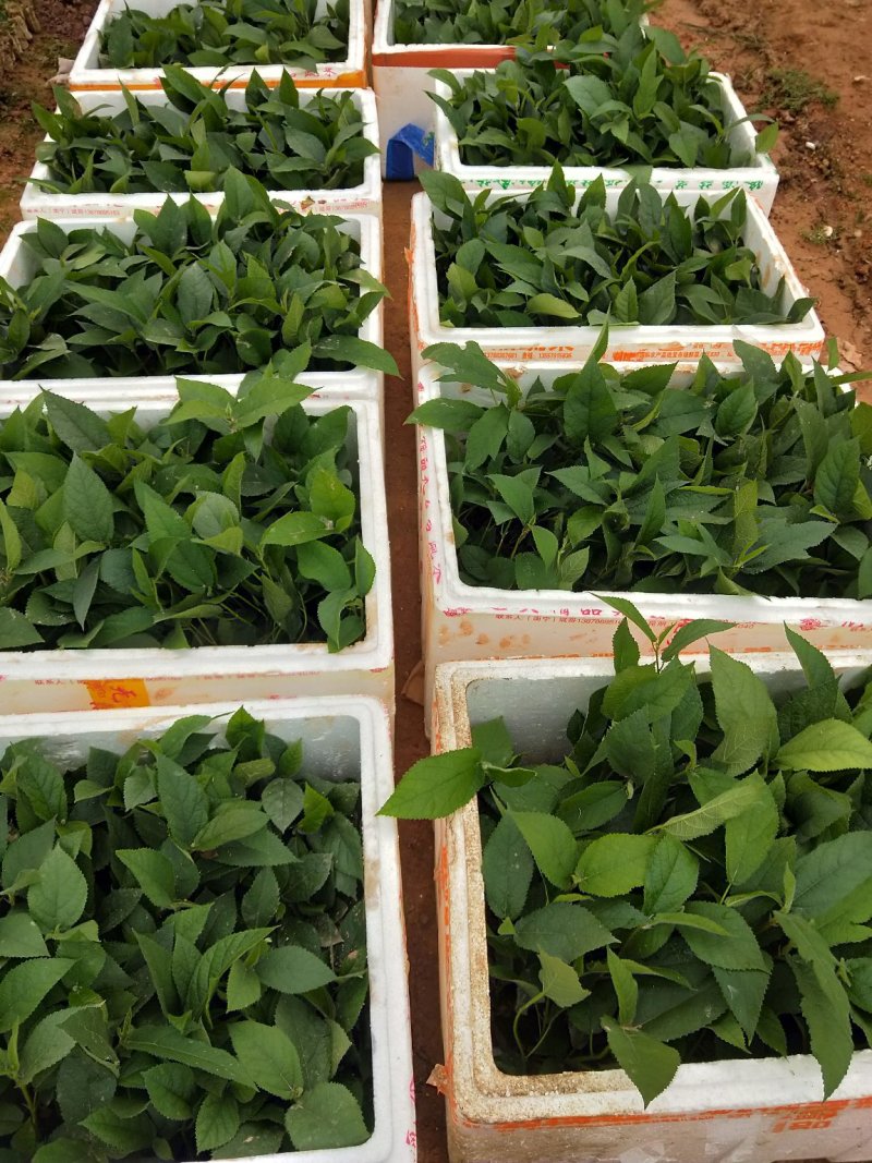 湖南五指毛桃苗，提供种植技术，成活好，基地直供，回收成品