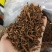 蒲公英根茶长白山野货熟茶纯野生瓶装包邮
