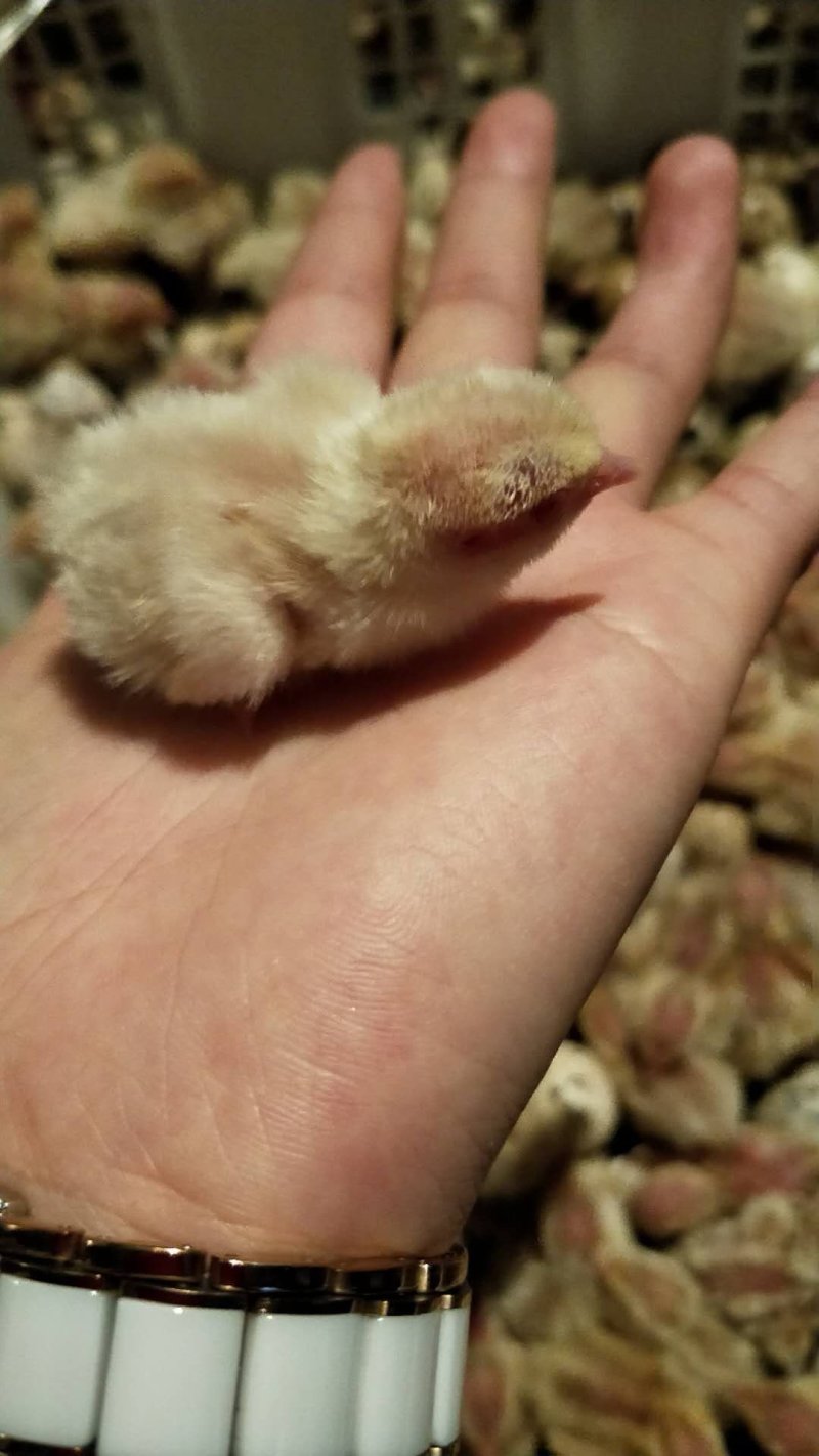 白羽鹌鹑种蛋