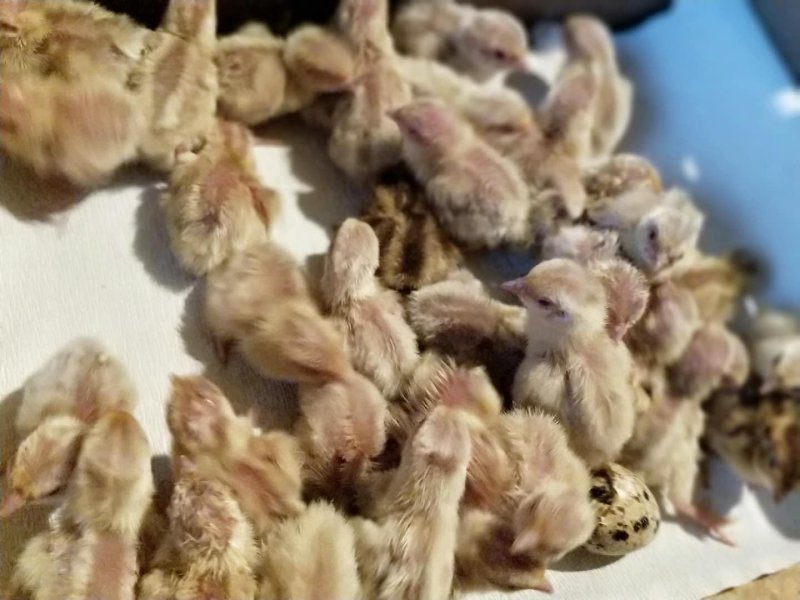 白羽鹌鹑种蛋