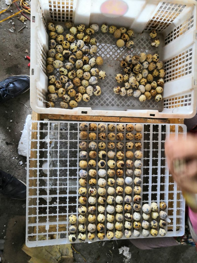 白羽鹌鹑种蛋