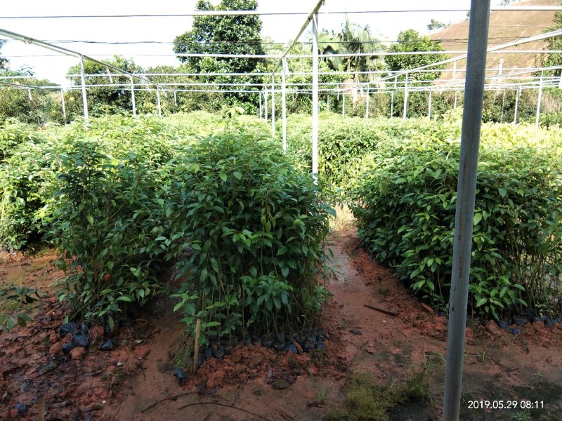 香樟苗（30公分起装，量大价优）