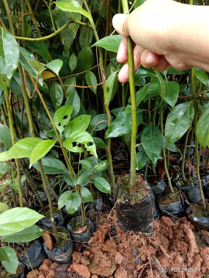 香樟苗（30公分起装，量大价优）