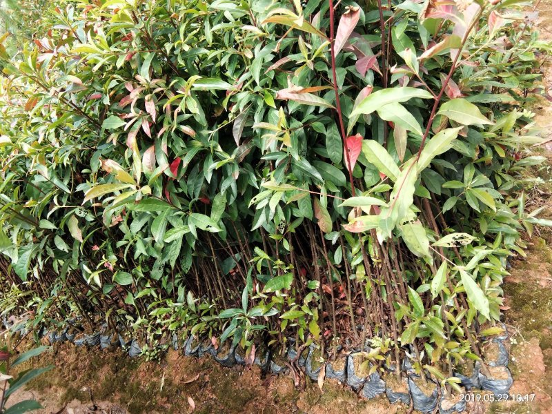 山杜英苗（30公分起装，量大价优）