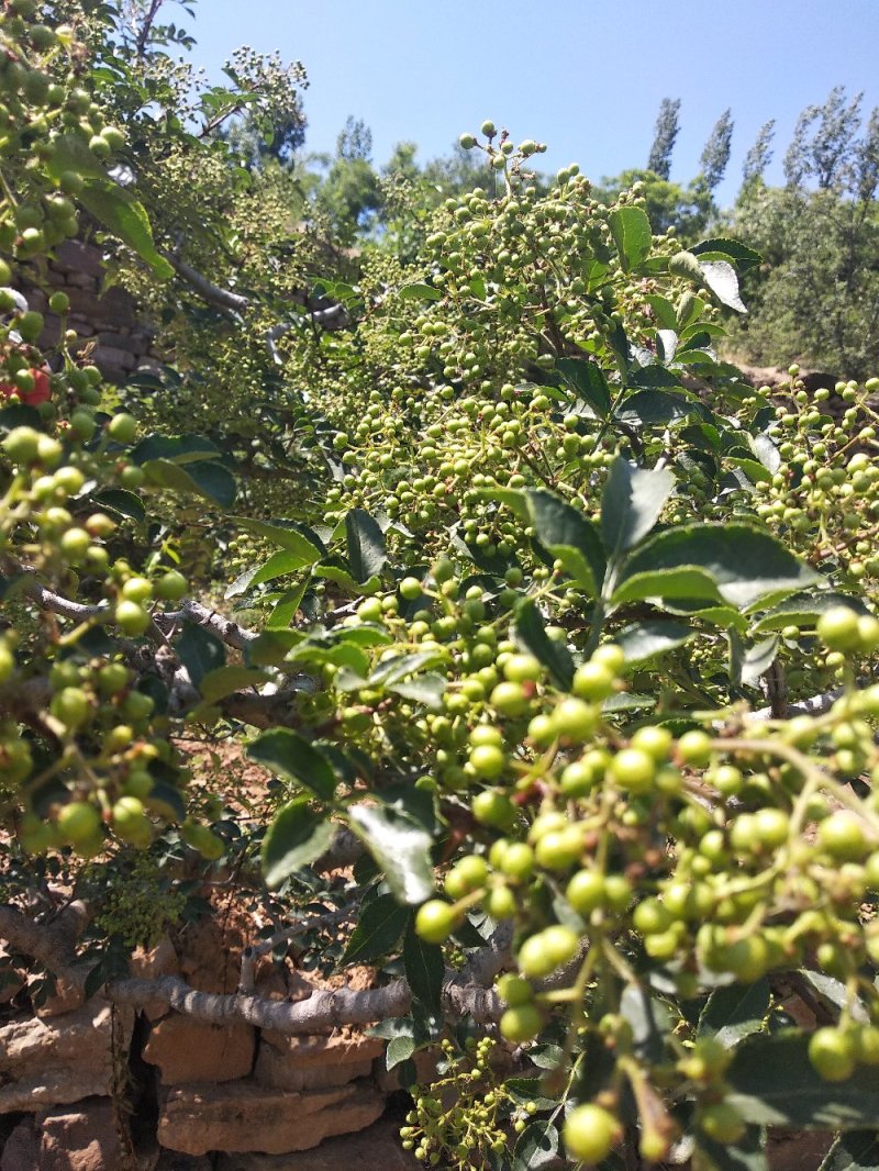 新鲜嫩青花椒现摘现发货非藤椒沂蒙山本地老树小颗粒嫩青花椒