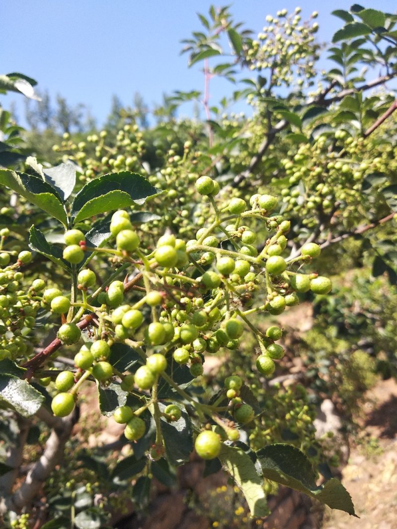 新鲜嫩青花椒现摘现发货非藤椒沂蒙山本地老树小颗粒嫩青花椒