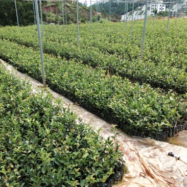 油茶嫁接苗(岑溪软枝2号、3号)