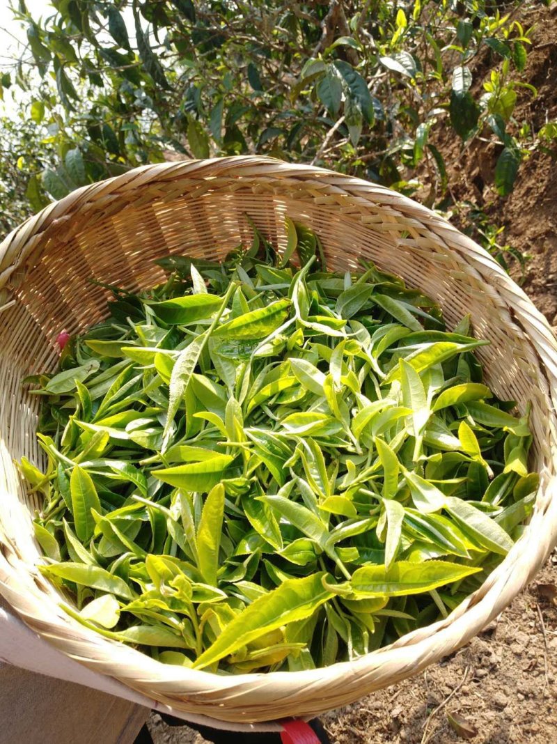 2020冰岛南迫古树普洱茶，200克/饼，头春