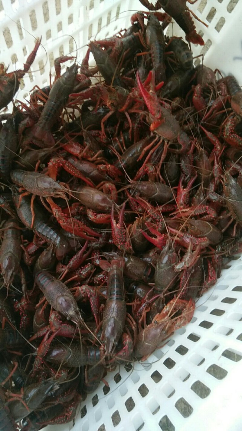 湖北小龙虾，酒店，虾店等**