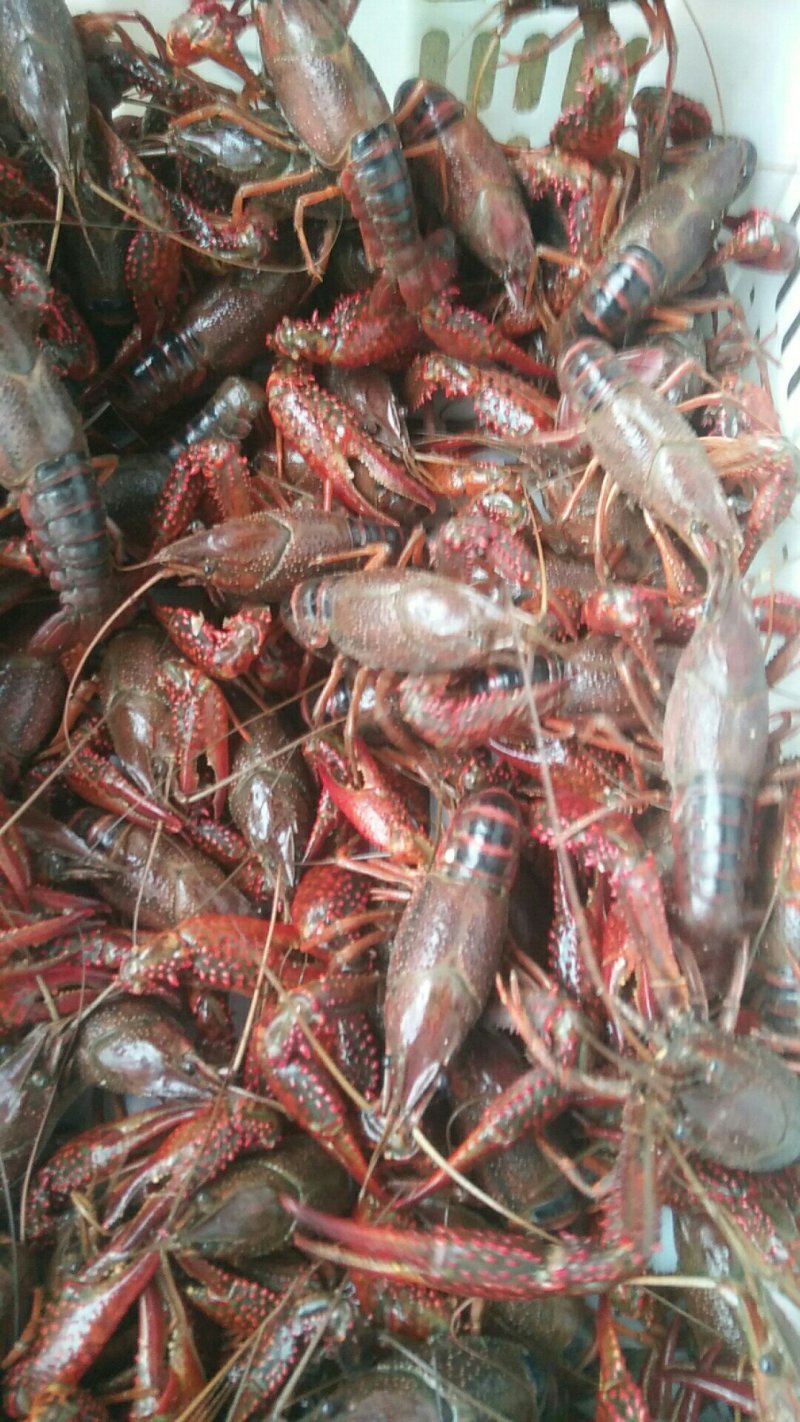 湖北小龙虾，酒店，虾店等**