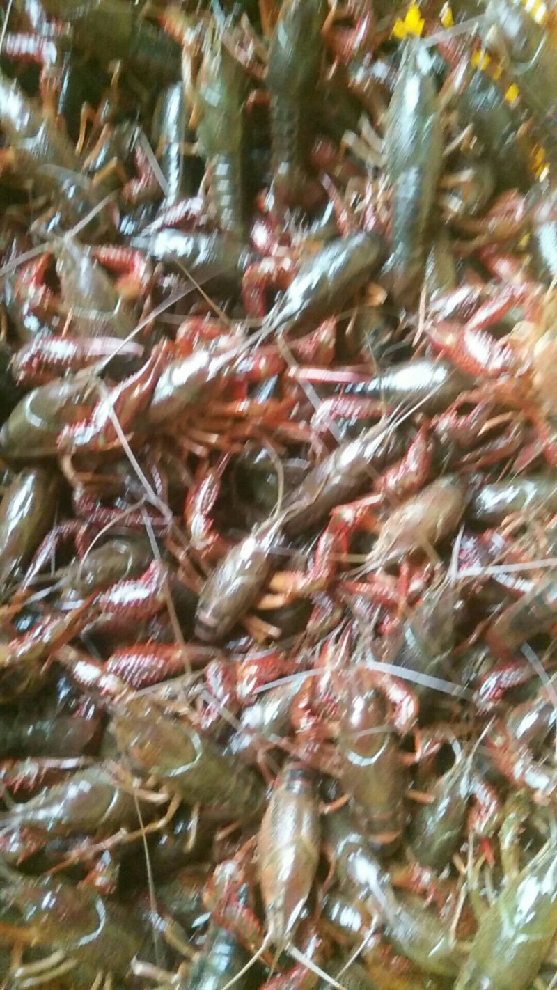 湖北小龙虾，酒店，虾店等**